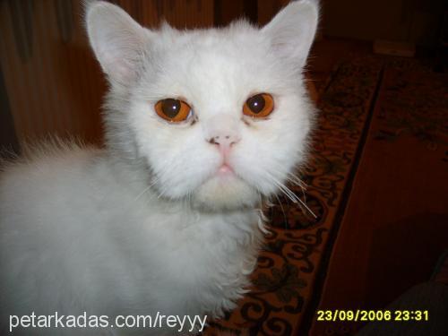 barış Erkek Chinchilla