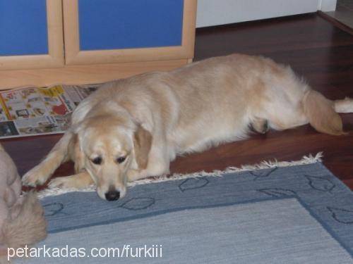 tarçın Dişi Golden Retriever