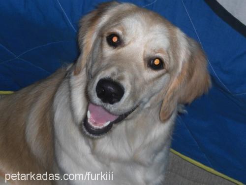 tarçın Dişi Golden Retriever