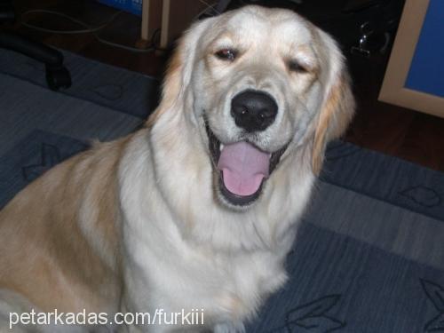 tarçın Dişi Golden Retriever