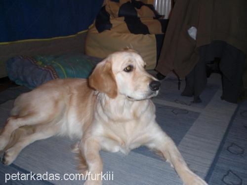 tarçın Dişi Golden Retriever