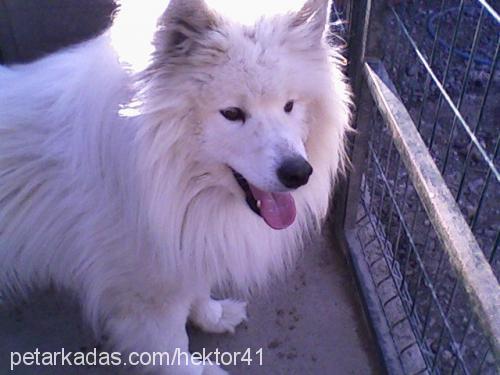 hektor Erkek Samoyed