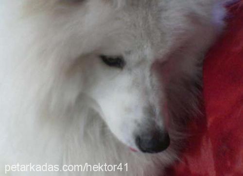 hektor Erkek Samoyed