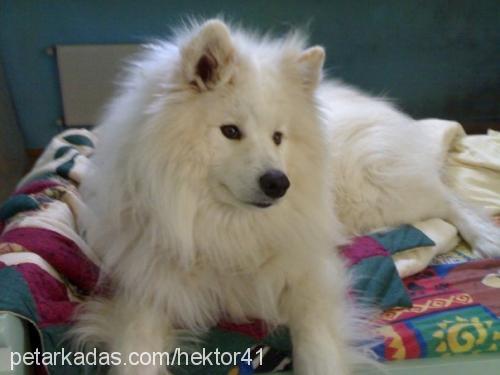 hektor Erkek Samoyed