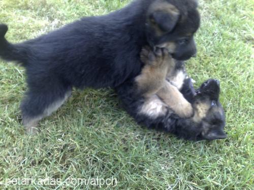 yavrular Erkek Alman Çoban Köpeği