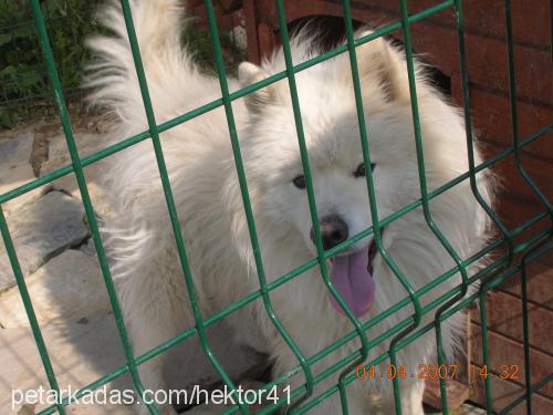 hektor Erkek Samoyed