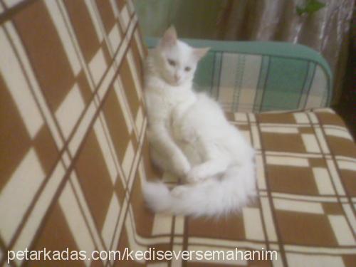 pamuk Dişi Ankara Kedisi (Angora)