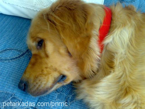 badem Erkek Golden Retriever