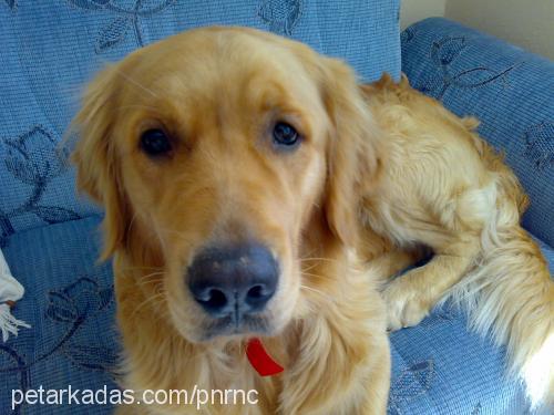 badem Erkek Golden Retriever