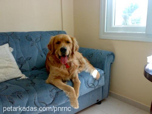 badem Erkek Golden Retriever