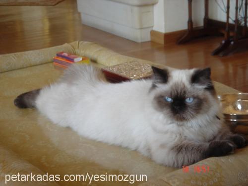 cindyrella Dişi Himalayan