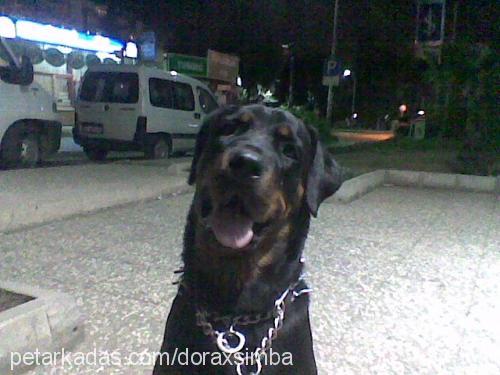 dorasimba Erkek Rottweiler