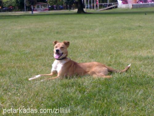 zilli Dişi Labrador Retriever