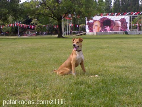 zilli Dişi Labrador Retriever