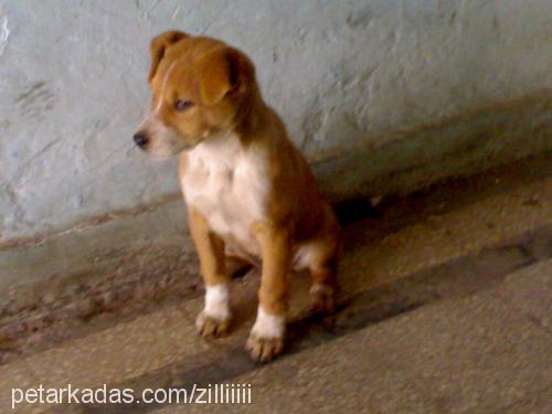 zilli Dişi Labrador Retriever