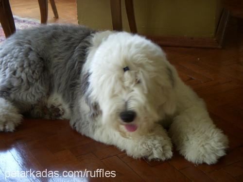 minnie Dişi Old English Sheepdog