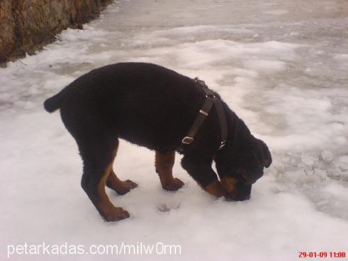 viktoriaserans Dişi Rottweiler