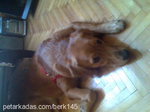 daİsy Dişi Golden Retriever