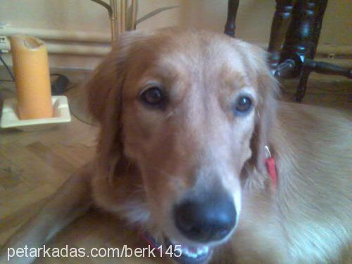 daİsy Dişi Golden Retriever