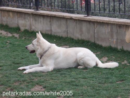 white Erkek Alman Çoban Köpeği