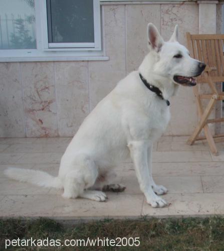 white Erkek Alman Çoban Köpeği