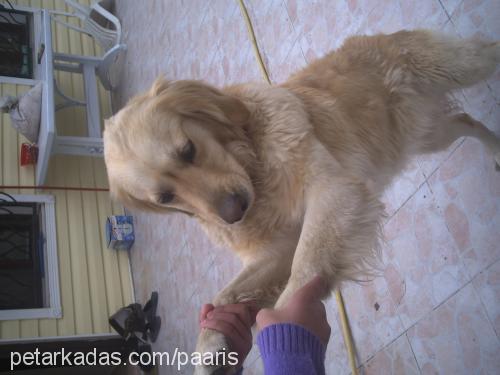 yumoş Dişi Golden Retriever