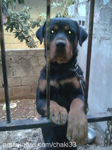 rotti Erkek Rottweiler