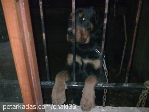 rotti Erkek Rottweiler