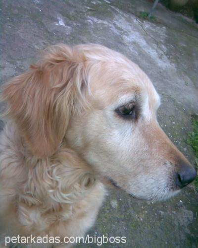 angella Dişi Golden Retriever