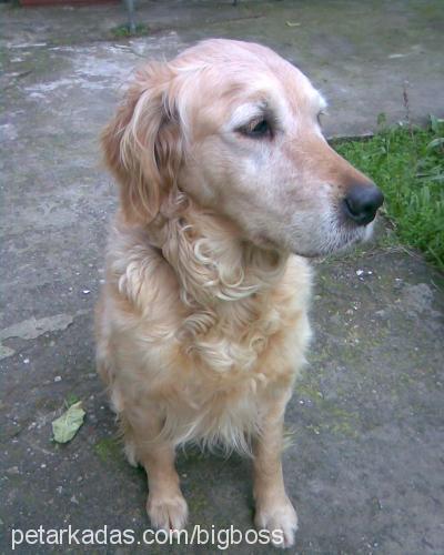 angella Dişi Golden Retriever