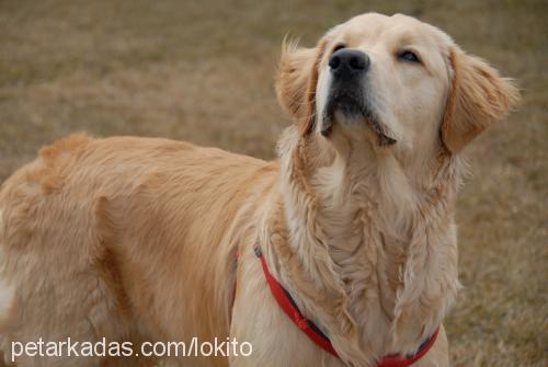 lokum Erkek Golden Retriever