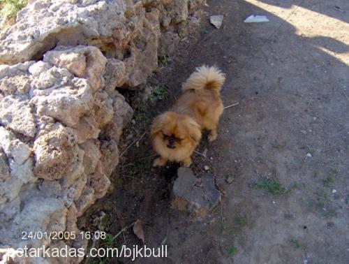 zagor Erkek Tibetli Spaniel