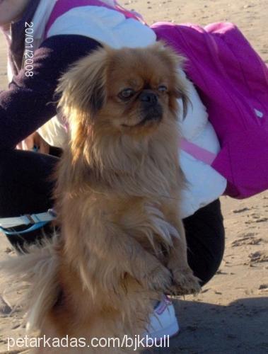 zagor Erkek Tibetli Spaniel