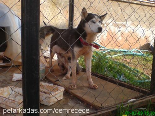 shila Dişi Sibirya Kurdu (Husky)