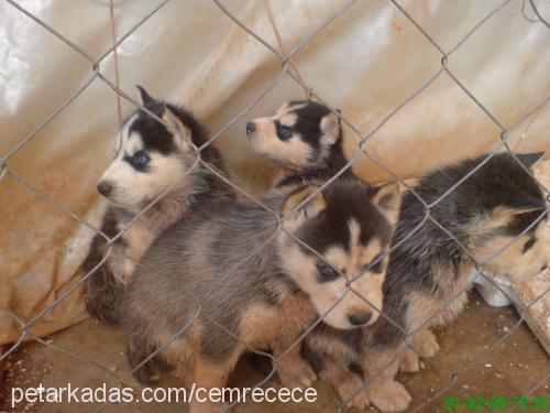 shila Dişi Sibirya Kurdu (Husky)