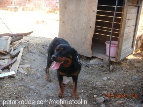 colin Dişi Rottweiler