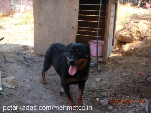 colin Dişi Rottweiler