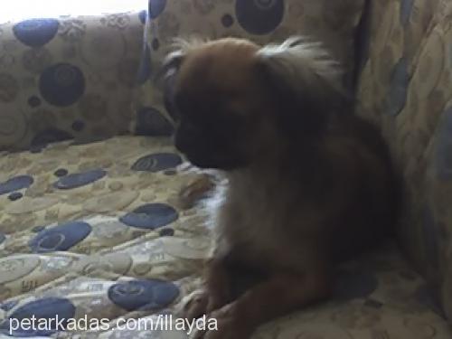 illayda Dişi Pekingese