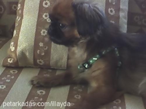 illayda Dişi Pekingese