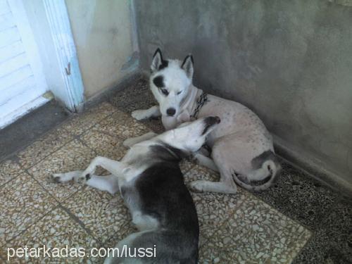 canki Erkek Sibirya Kurdu (Husky)