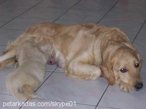 maya Dişi Golden Retriever