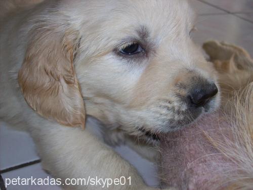 maya Dişi Golden Retriever