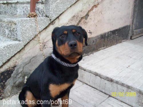 ares Erkek Rottweiler