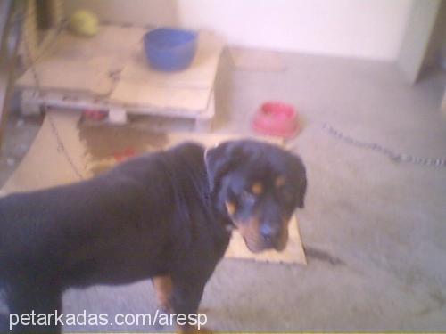 ares Erkek Rottweiler