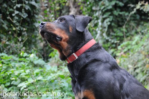 nexy Dişi Rottweiler