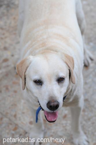 daisy Dişi Labrador Retriever