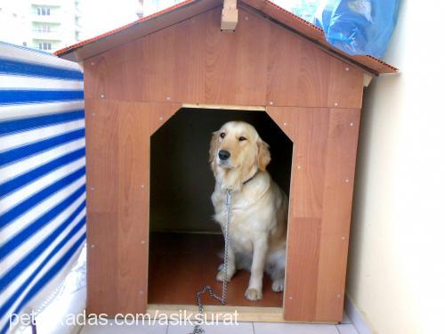 leydi Dişi Golden Retriever