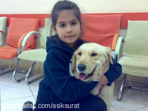 leydi Dişi Golden Retriever