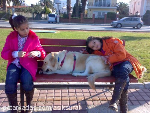 leydi Dişi Golden Retriever