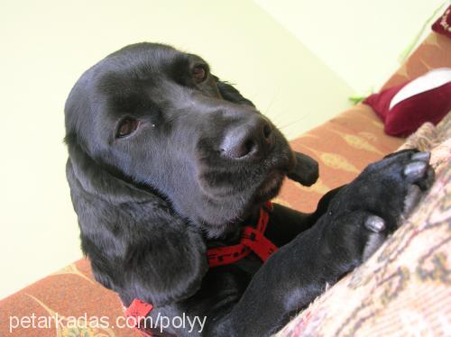 poly Dişi İngiliz Cocker Spaniel